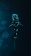 Shark Wallpapers HD 2023 screenshot 6