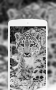 Leopard Wallpaper اسکرین شاٹ 7