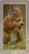Squirrel Wallpaper screenshot 5