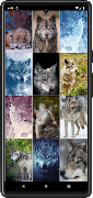 Fondos de pantalla de Lobo captura de pantalla 3
