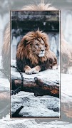 Lion Wallpaper স্ক্রিনশট 7