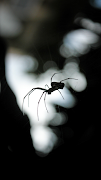 Spider Wallpaper screenshot 1