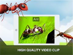 Insects Learning Flashcards ảnh chụp màn hình 7