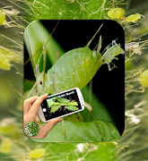 Pest Detector poster