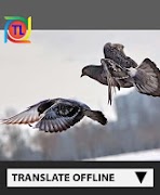 how to choose a pigeon اسکرین شاٹ 6