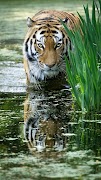 Fonds d'écran Tigre capture d'écran 3