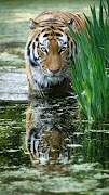 Fonds d'écran Tigre capture d'écran 3
