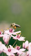 Bee Wallpaper الملصق