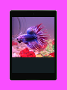 ベタの魚のコレクション ポスター