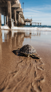 Turtle Wallpaper imagem de tela 5