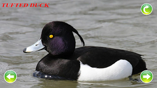 برنامه‌نما Duck Sounds عکس از صفحه