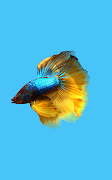Betta Fish 3D Pro 截圖 7