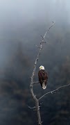 Eagle Wallpaper captura de pantalla 3