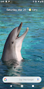Magic Touch: Dolphins screenshot 1