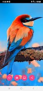 10000 Beautiful Wallpapers screenshot 3