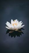 Lotus Wallpaper ภาพหน้าจอ 2
