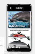 Dolphin 截图 1
