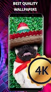 Funny wallpapers for phone اسکرین شاٹ 5