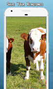 برنامه‌نما Cow Sounds Ringtone عکس از صفحه