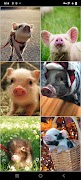 Mini Pig Wallpapers 截圖 3