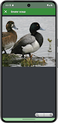 Progressive Duck Decoy screenshot 3
