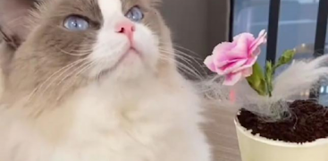 That Little Puff پوسٹر