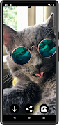 Fondos de Gatos Divertidos captura de pantalla 2
