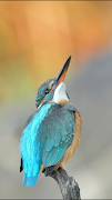 TinyPictureViewer3 截图 4