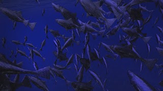 Be a Fish - VR Simulator スクリーンショット 5