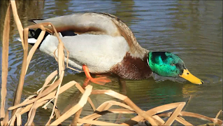 Video Touch - Animals screenshot 2