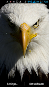Eagle Live Wallpaper screenshot 5