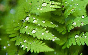 برنامه‌نما Science quotes FREE ! عکس از صفحه