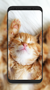 Sevimli Kedi Duvar Kağıtları Ekran Görüntüsü 3