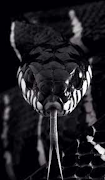 Snake Wallpapers screenshot 1