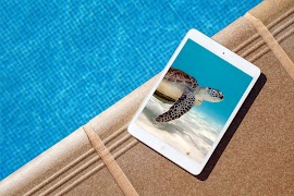 Turtle Wallpaper HD Screenshot 4