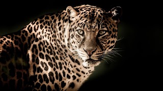 Leopard Live Wallpaper (Wallpapers & Backgrounds) ảnh chụp màn hình 4