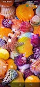 Sea Shell Wallpaper ภาพหน้าจอ 7
