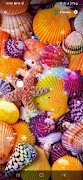Sea Shell Wallpaper 스크린샷 7