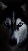 برنامه‌نما Dog Wallpapers HD 2023 عکس از صفحه