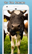Cow Sounds Ringtone スクリーンショット 3