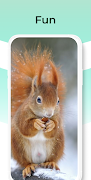 Cute Squirrel Wallpapers HD تصوير الشاشة 6