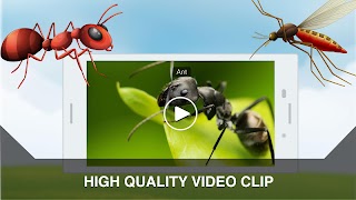 Insects Learning Flashcards स्क्रीनशॉट 2