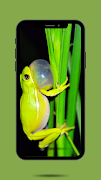 Frog Ringtone Sound imagem de tela 1