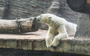 Animals Puzzle screenshot 3