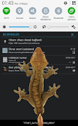 Lizard  on phone  prank screenshot 3