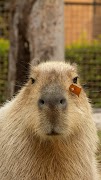 Capybara Wallpaper poster