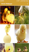 Chicks Wallpapers スクリーンショット 1