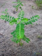 AyurApp スクリーンショット 2