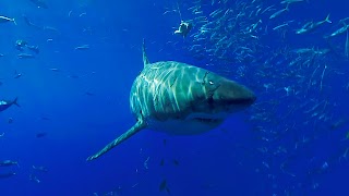 Virtual Reality OCEANS! الملصق