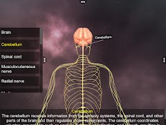 Human Nervous system 截圖 3